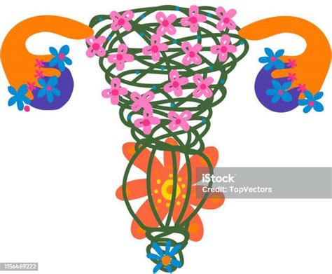 女性人體|人體解剖學/女性生殖系統